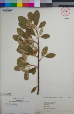 Image of Cotoneaster harrovianus