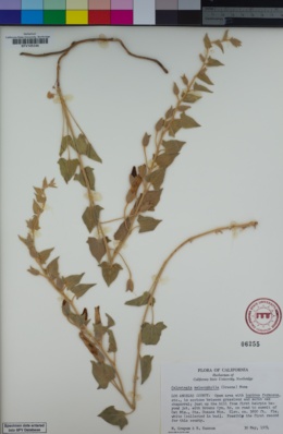 Image of Calystegia malacophylla