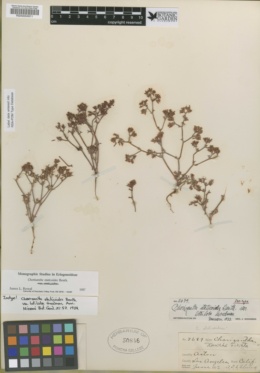 Chorizanthe staticoides var. latiloba image