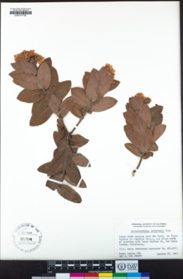 Arctostaphylos andersonii image