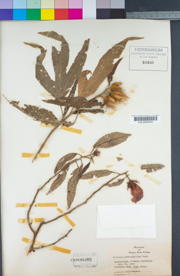 Hibiscus heterophyllus image