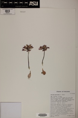 Allium parishii image