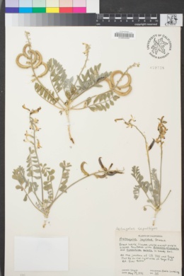 Image of Astragalus sepultipes