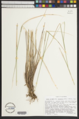 Leymus salina subsp. mojavensis image