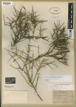 Glossopetalon spinescens image