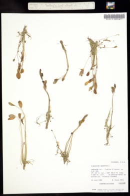 Image of Limosella aquatica
