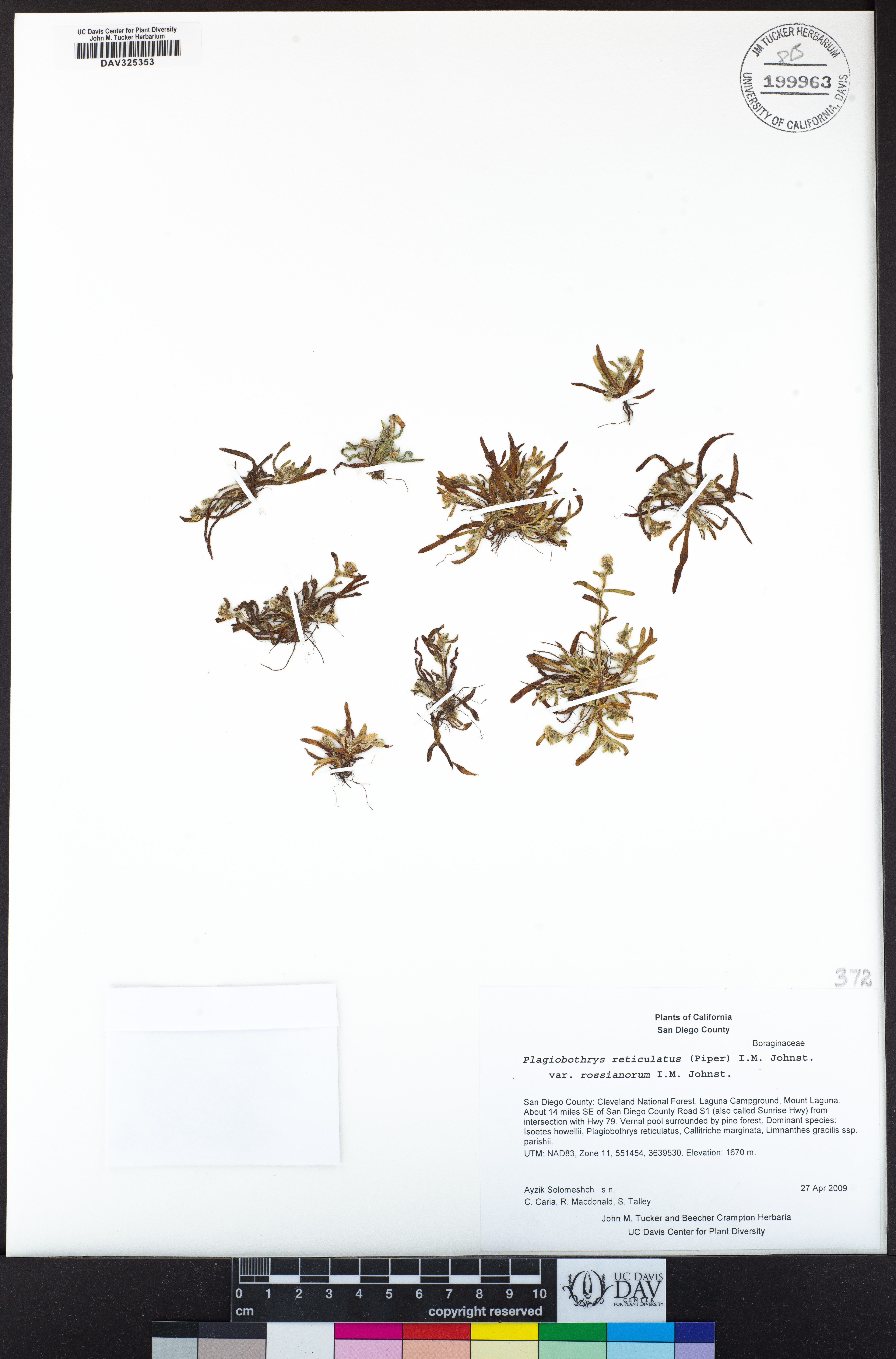 Plagiobothrys reticulatus var. rossianorum image