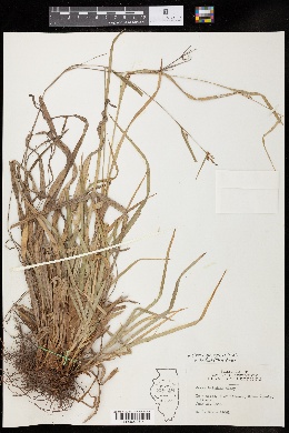 Carex granularis var. haleana image