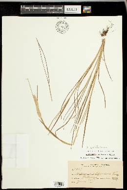 Image of Alopecurus californicus