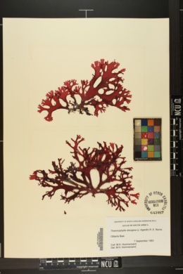 Thamnophyllis discigera image