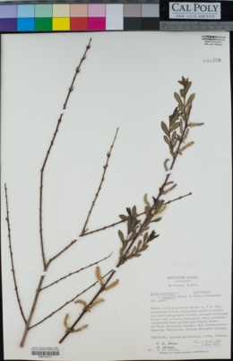 Salix purpurea f. gracilis image
