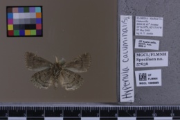 Hypenula cacuminalis image