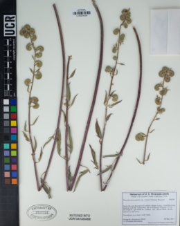 Phacelia heterophylla var. virgata image
