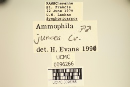 Ammophila juncea image