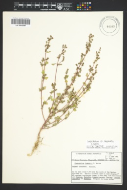 Image of Chenopodium albescens