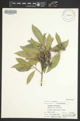 Elaeocarpus reticulatus image