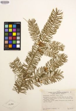 Image of Pseudotsuga taxifolia
