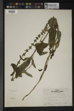 Stachys rigida subsp. rivularis image