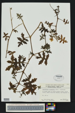 Image of Pholistoma racemosum