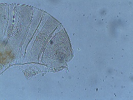 Novechiniscus armadilloides image