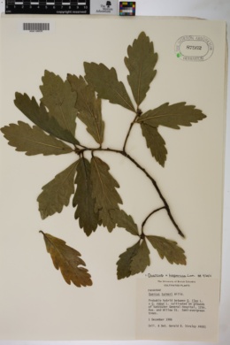 Quercus hispanica image