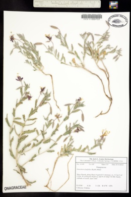Image of Oenothera latifolia