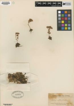 Sedum obtusatum subsp. obtusatum image