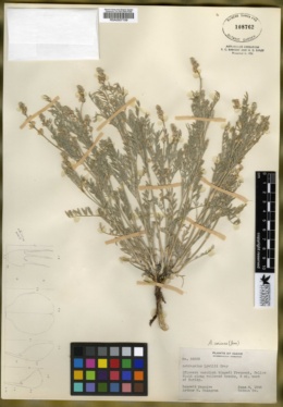 Astragalus caricinus image