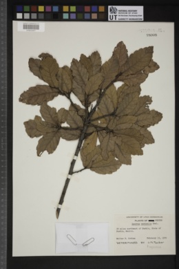 Quercus centralis image