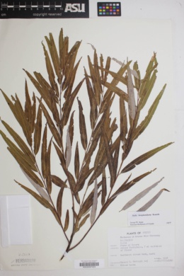 Image of Salix bonplandiana