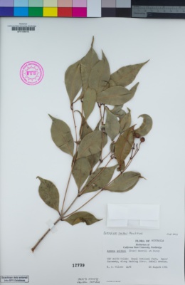 Image of Syzygium smithii