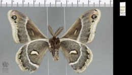 Hyalophora gloveri image