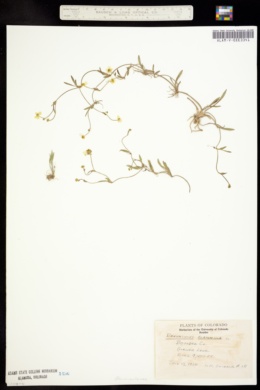 Image of Ranunculus flammula