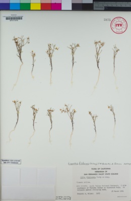 Image of Linanthus filiformis