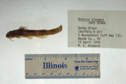 Noturus elegans image