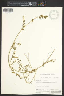 Image of Astragalus sinaloae