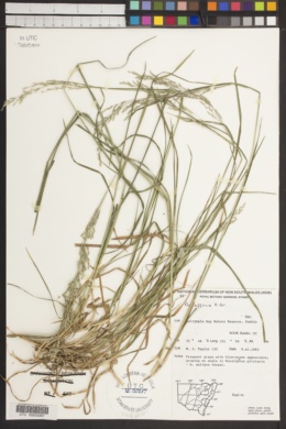 Image of Poa affinis