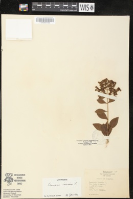 Lawsonia inermis image