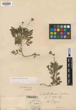 Hofmeisteria urenifolia image