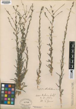 Holozonia filipes image