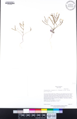 Streptanthus vernalis image