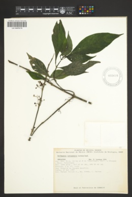 Image of Hoffmannia ixtlanensis