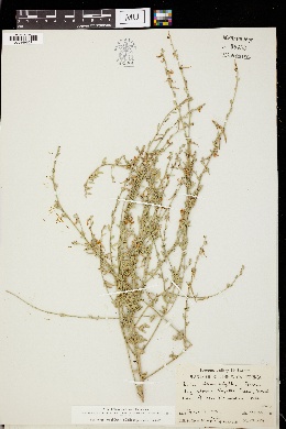 Image of Lotus leucophyllus