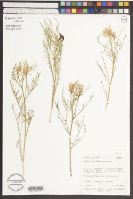 Astragalus tetrapterus image