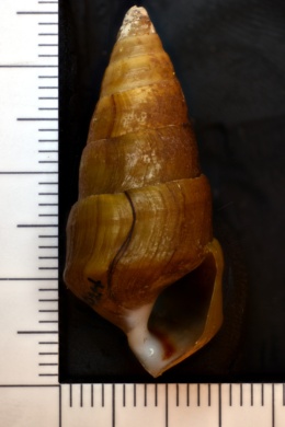 Pleurocera canaliculata image