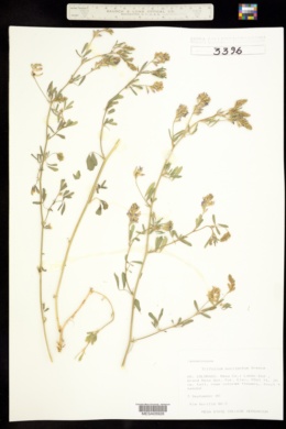Trifolium kingii subsp. macilentum image