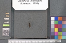 Creophilus maxillosus image