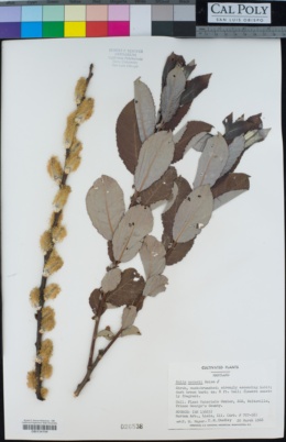 Image of Salix aegyptiaca