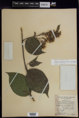 Callaeum malpighioides image