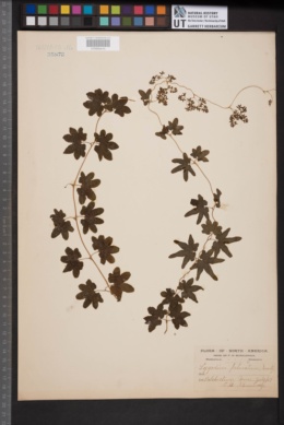 Image of Lygodium palmatum